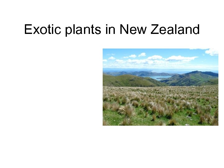 Exotic plants in New Zealand 