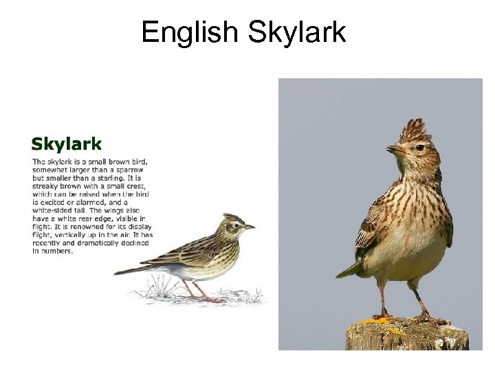 English Skylark 