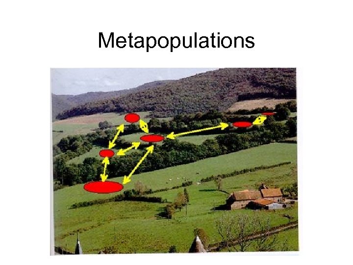 Metapopulations 