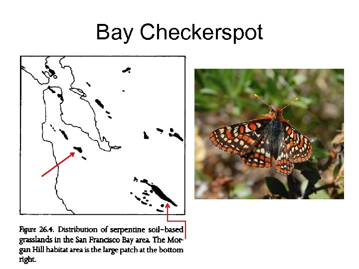 Bay Checkerspot 