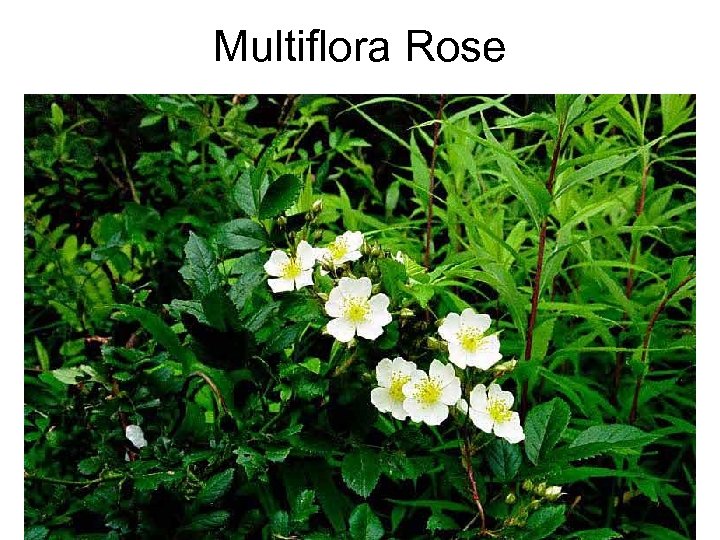 Multiflora Rose 