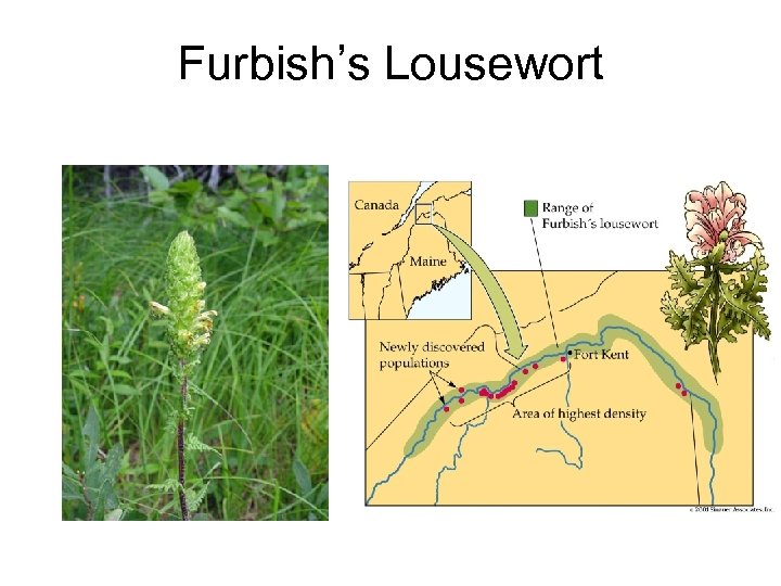 Furbish’s Lousewort 