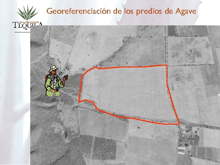 Georeferenciación de los predios de Agave 