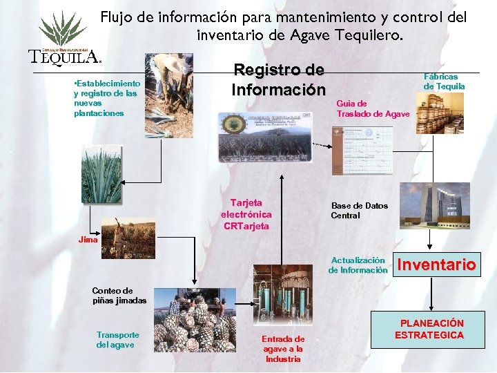 Flujo de información para mantenimiento y control del inventario de Agave Tequilero. • Establecimiento