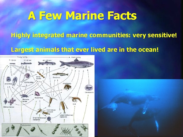 A Few Marine Facts Highly integrated marine communities: very sensitive! Largest animals that ever
