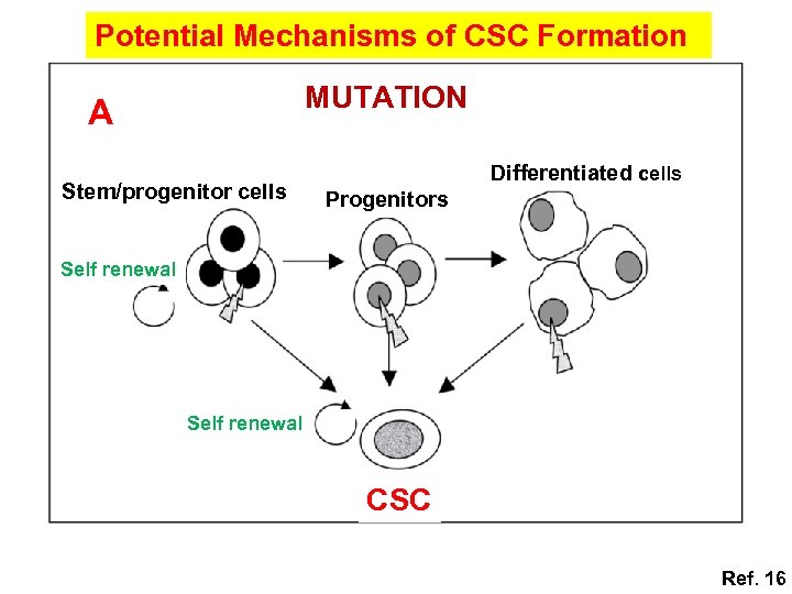 Potential Mechanisms of CSC Formation MUTATION A Stem/progenitor cells Differentiated cells Progenitors Self renewal