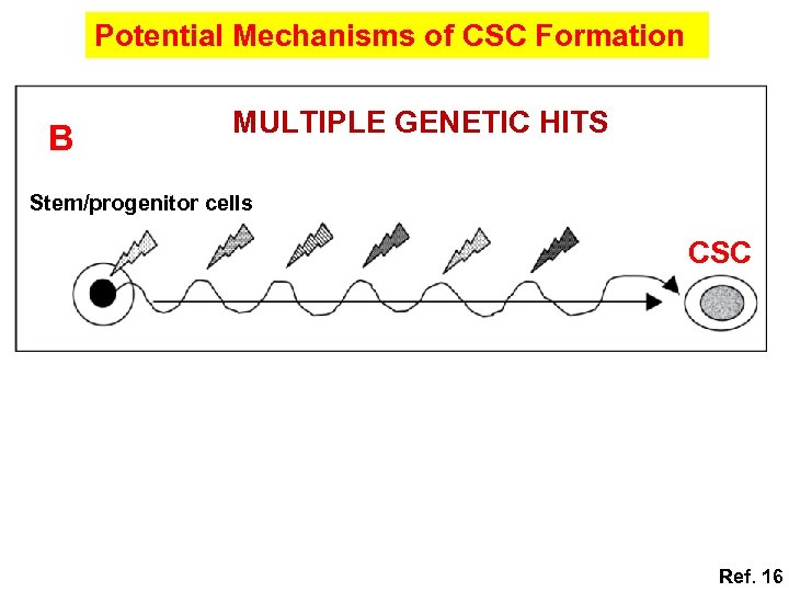 Potential Mechanisms of CSC Formation B MULTIPLE GENETIC HITS Stem/progenitor cells CSC Ref. 16