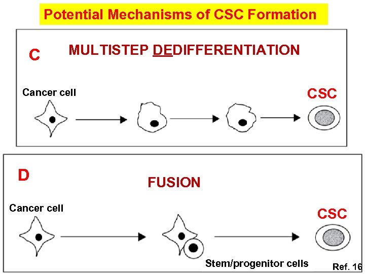 Potential Mechanisms of CSC Formation C MULTISTEP DEDIFFERENTIATION CSC Cancer cell D FUSION Cancer