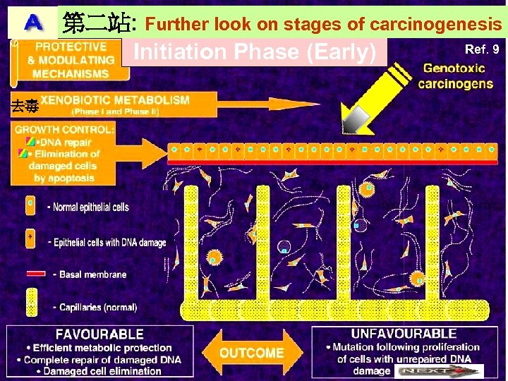 第二站: Further look on stages of carcinogenesis Ref. 9 Initiation Phase (Early) 去毒 