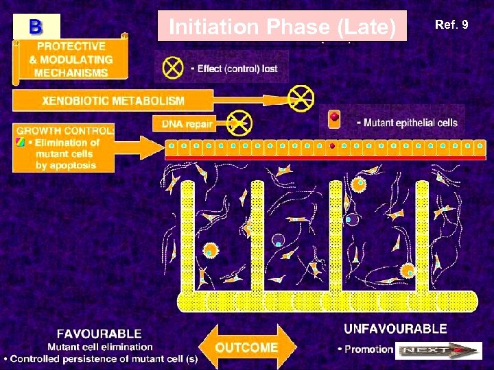Initiation Phase (Late) Ref. 9 