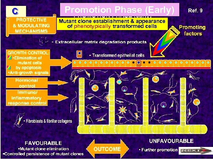 Promotion Phase (Early) Mutant clone establishment & appearance of phenotypically transformed cells Ref. 9