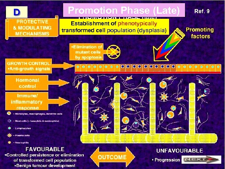 Promotion Phase (Late) Establishment of phenotypically transformed cell population (dysplasia) Ref. 9 