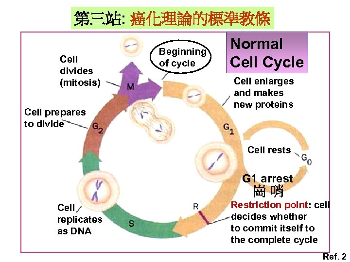 第三站: 癌化理論的標準教條 Cell divides (mitosis) Cell prepares to divide Beginning of cycle Normal Cell