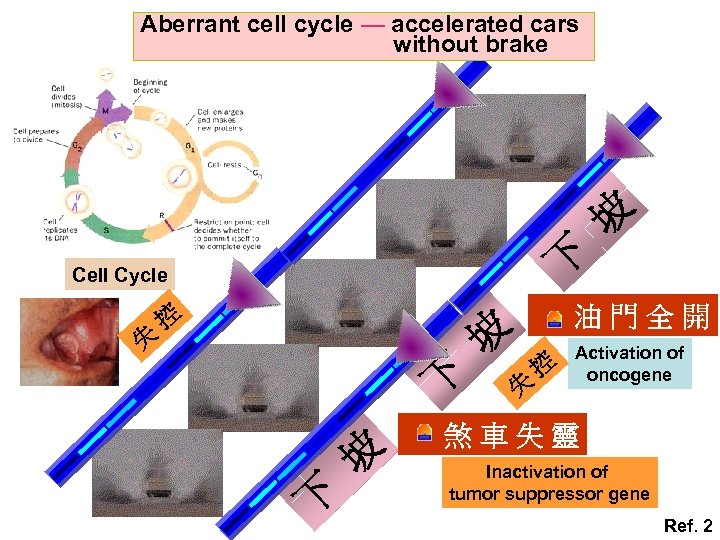 Aberrant cell cycle — accelerated cars without brake 坡 下 Cell Cycle 失 控