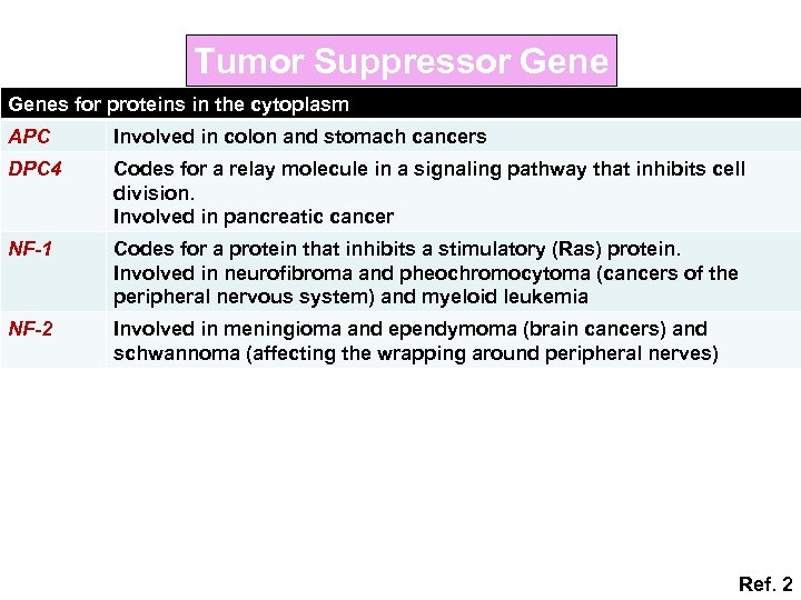 Tumor Suppressor Genes for proteins in the cytoplasm APC Involved in colon and stomach