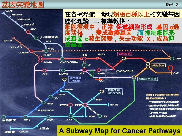 基因突變地圖 Ref. 2 在各種癌症中發現超過百種以上的突變基因 癌化理論 → 標準教條： 細胞循環中，正常 促進細胞形成 基因 o過 度活化 ，變成致癌基因 ；