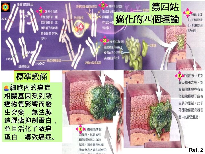 第四站 癌化的四個理論 標準教條 細胞內的癌症 相關基因受到致 癌物質影響而發 生突變，無法製 造腫瘤抑制蛋白， 並且活化了致癌 蛋白，導致癌症。 Ref. 2 