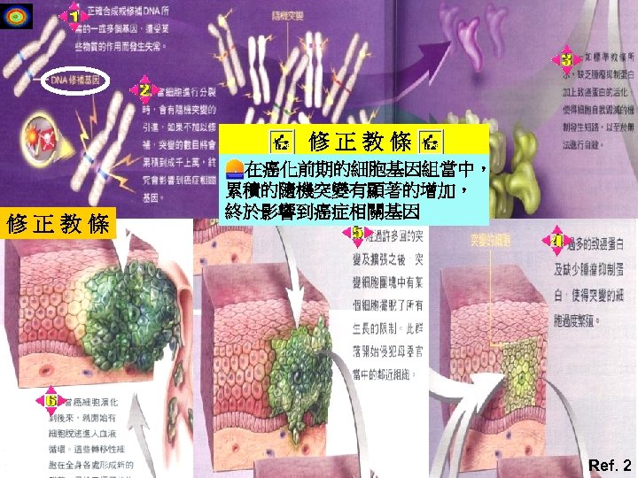 修正教條 在癌化前期的細胞基因組當中， 累積的隨機突變有顯著的增加， 終於影響到癌症相關基因 Ref. 2 