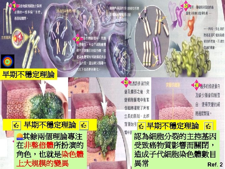 早期不穩定理論 其餘兩個理論專注 在非整倍體所扮演的 角色，也就是染色體 上大規模的變異 早期不穩定理論 認為細胞分裂的主控基因 受致癌物質影響而關閉， 造成子代細胞染色體數目 異常 Ref. 2 