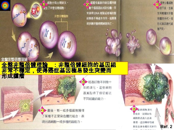 全盤非整倍體理論 ：非整倍體細胞的基因組 非常不穩定，使得癌症基因極易發生突變而 形成腫瘤 Ref. 2 