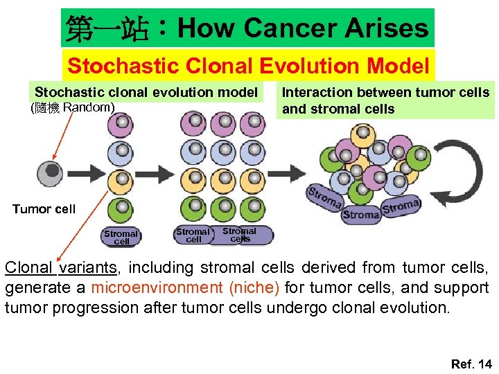 第一站：How Cancer Arises Stochastic Clonal Evolution Model Stochastic clonal evolution model (隨機 Random) Interaction