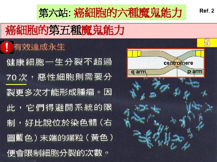 第六站: 癌細胞的六種魔鬼能力 Ref. 2 癌細胞的第五種魔鬼能力 centromere q arm 藍 p arm 