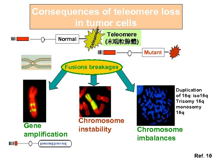 Tele Normal ome re Consequences of teleomere loss in tumor cells Teleomere (末端粒腺體) Mutant