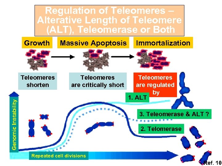 Regulation of Teleomeres – Alterative Length of Teleomere (ALT), Teleomerase or Both Growth Teleomeres