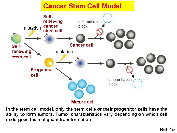 Cancer Stem Cell Model Selfrenewing mutation cancer stem cell Selfrenewing stem cell Cancer cell