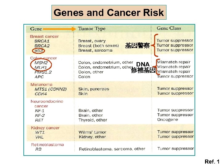 Genes and Cancer Risk 基因警察 DNA 修補基因 Ref. 1 