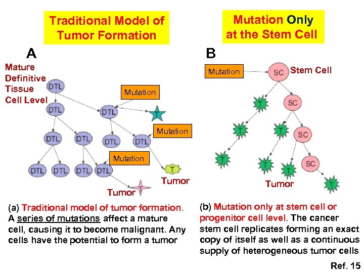 Mutation Only at the Stem Cell Traditional Model of Tumor Formation A Mature Definitive