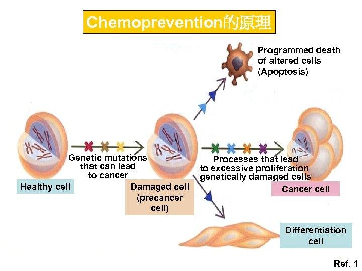Chemoprevention的原理 Programmed death of altered cells (Apoptosis) Genetic mutations that can lead to cancer