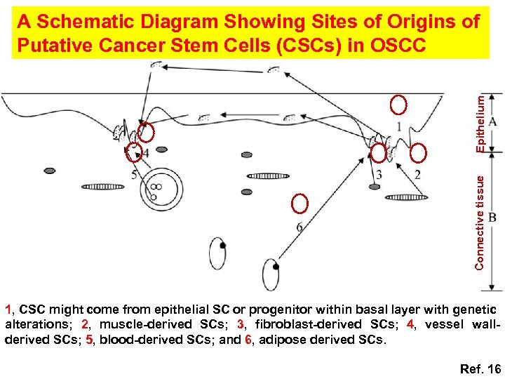 Connective tissue Epithelium A Schematic Diagram Showing Sites of Origins of Putative Cancer Stem