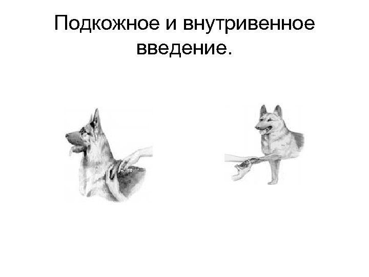 Подкожное и внутривенное введение. 