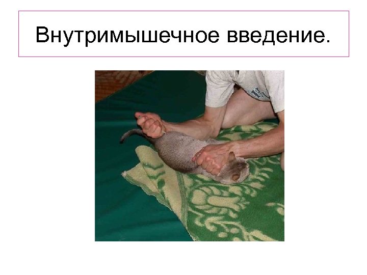 Внутримышечное введение. 