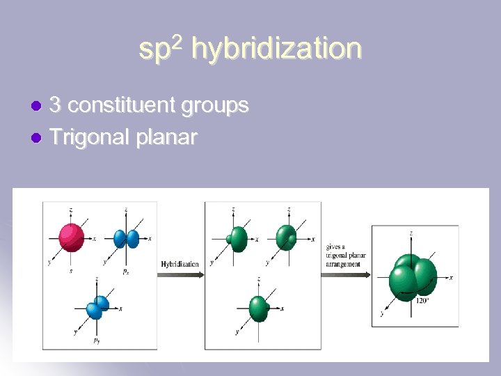 sp 2 hybridization 3 constituent groups l Trigonal planar l 