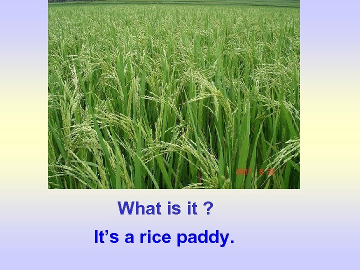 What is it ? It’s a rice paddy. 