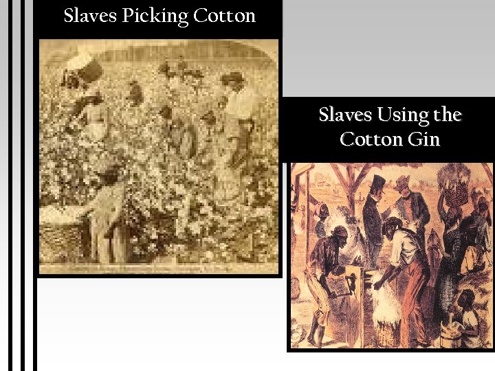 Slaves Picking Cotton Slaves Using the Cotton Gin 