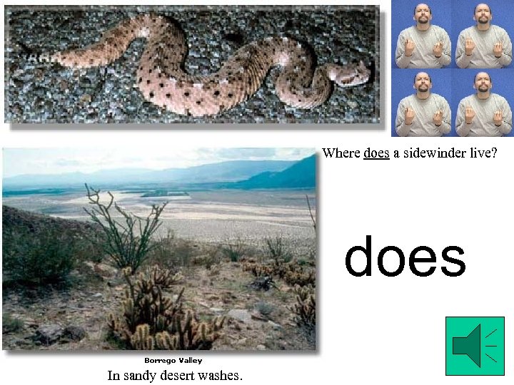 Where does a sidewinder live? does In sandy desert washes. 