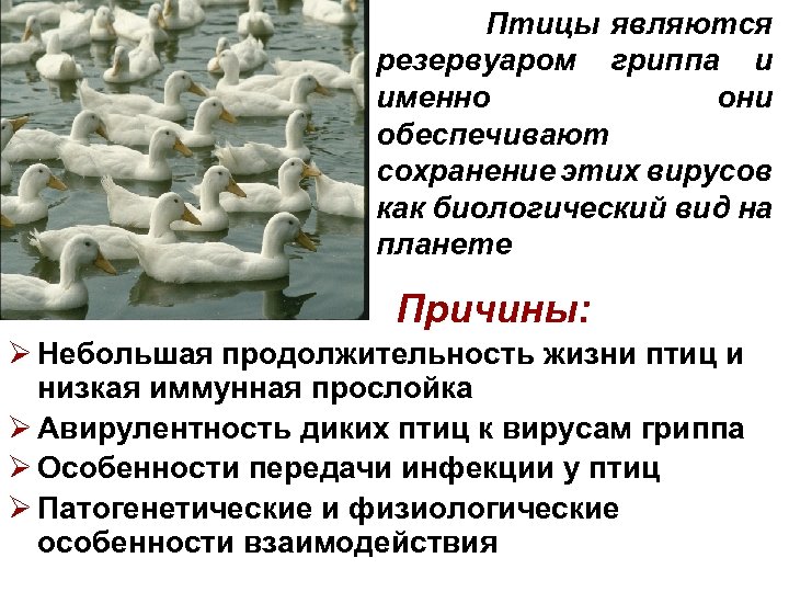 Птицы являются резервуаром гриппа и именно они обеспечивают сохранение этих вирусов как биологический вид
