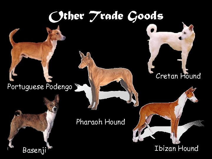 Other Trade Goods Cretan Hound Portuguese Podengo Pharaoh Hound Basenji Ibizan Hound 