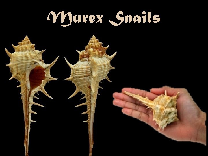 Murex Snails 