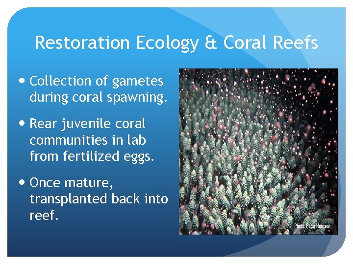 Restoration Ecology & Coral Reefs Collection of gametes during coral spawning. Rear juvenile coral
