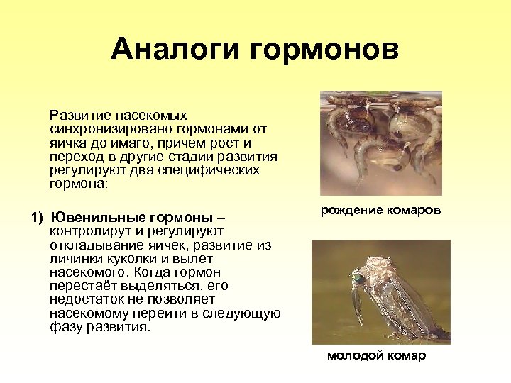 Аналоги гормонов Развитие насекомых синхронизировано гормонами от яичка до имаго, причем рост и переход