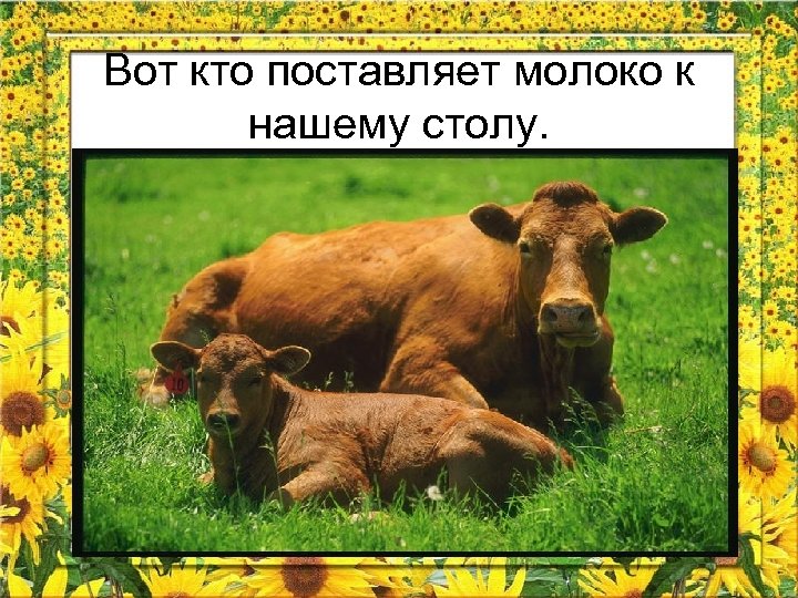 Вот кто поставляет молоко к нашему столу. 