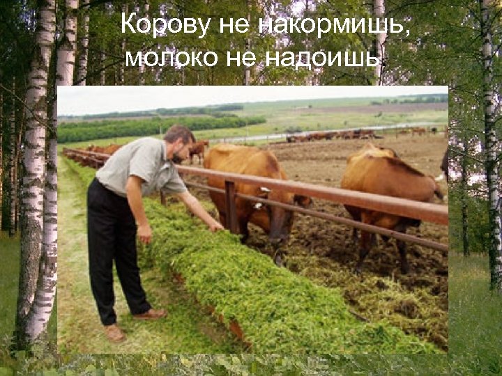  Корову не накормишь, молоко не надоишь. 