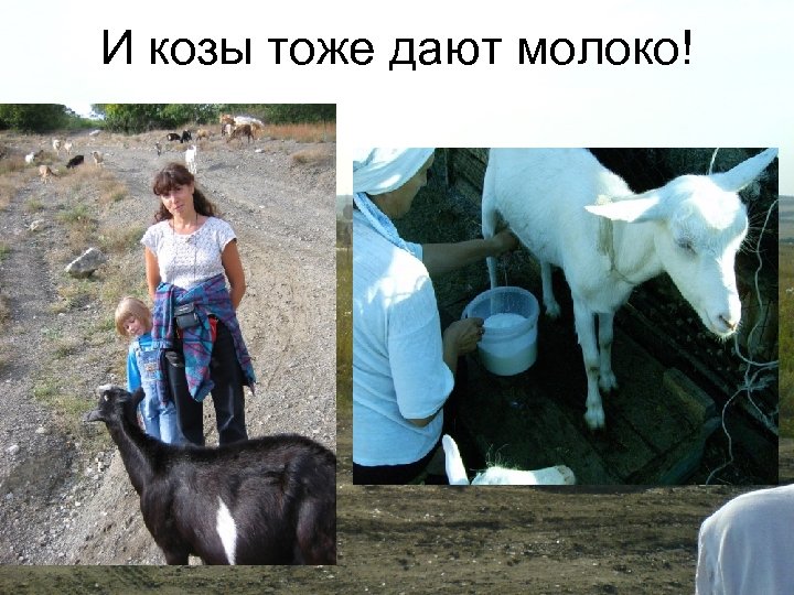 И козы тоже дают молоко! 
