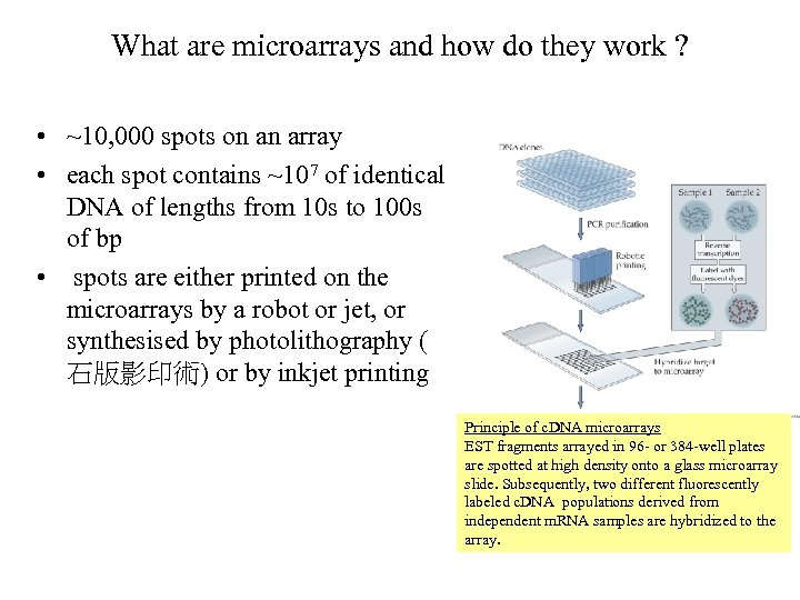 What are microarrays and how do they work ? • ~10, 000 spots on