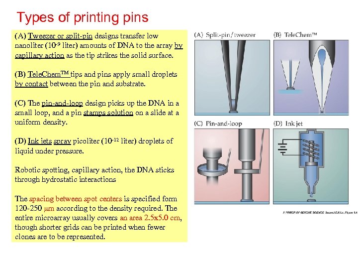 Types of printing pins (A) Tweezer or split-pin designs transfer low nanoliter (10 -9