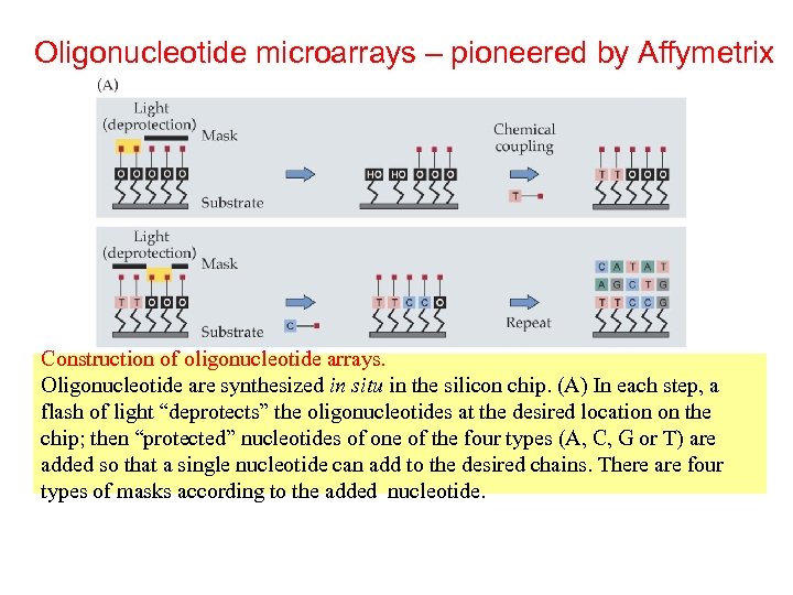 Oligonucleotide microarrays – pioneered by Affymetrix Construction of oligonucleotide arrays. Oligonucleotide are synthesized in